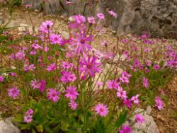 2013-08-18_Regina-F-Rau_Schachen_Blumen  (169).JPG